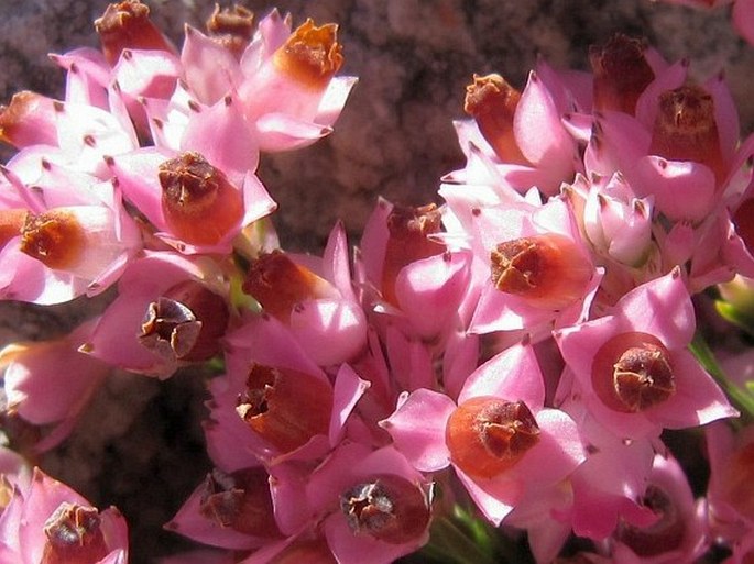 Erica corifolia