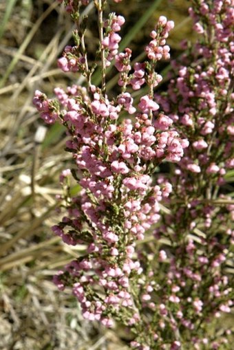 Erica cristiflora