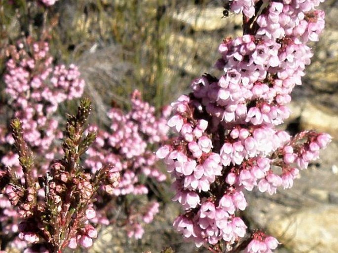 ERICA CRISTIFLORA Salisb. - vřesovec / vresovec