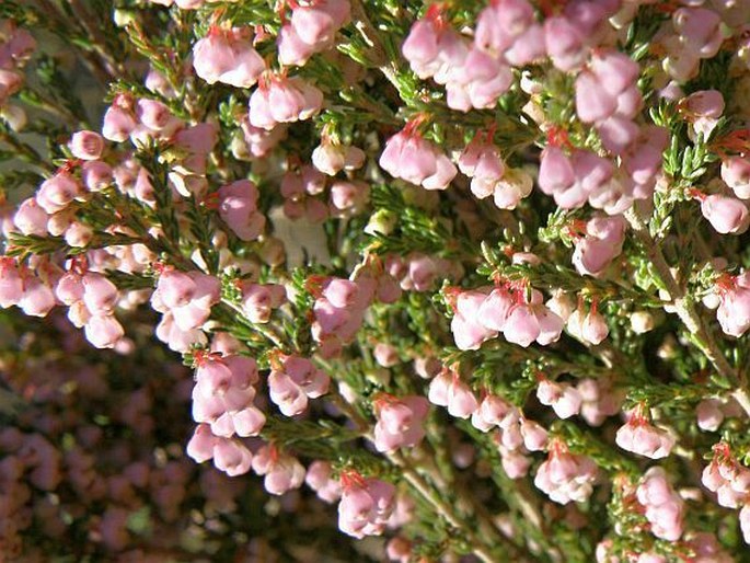 Erica cristiflora