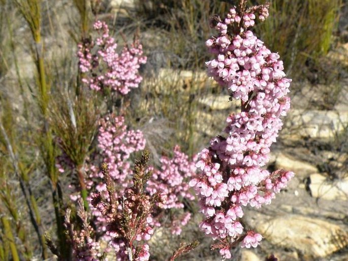 Erica cristiflora