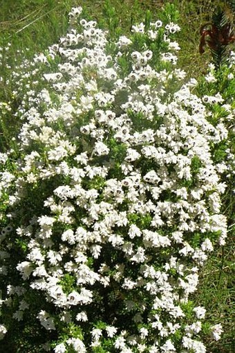 Erica diosmifolia