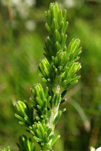 Erica diosmifolia