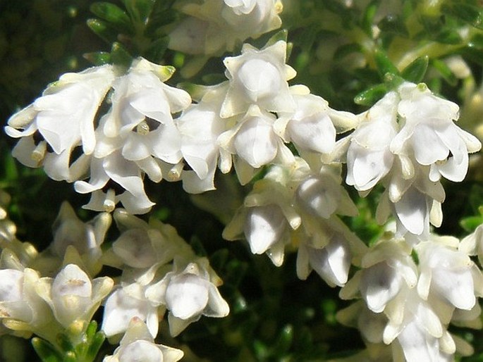 ERICA DIOSMIFOLIA Salisb. - vřesovec / vresovec