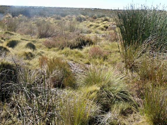 Erica diosmifolia