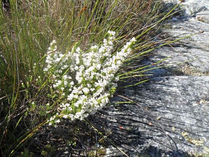 Erica diosmifolia