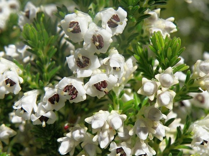 Erica diosmifolia