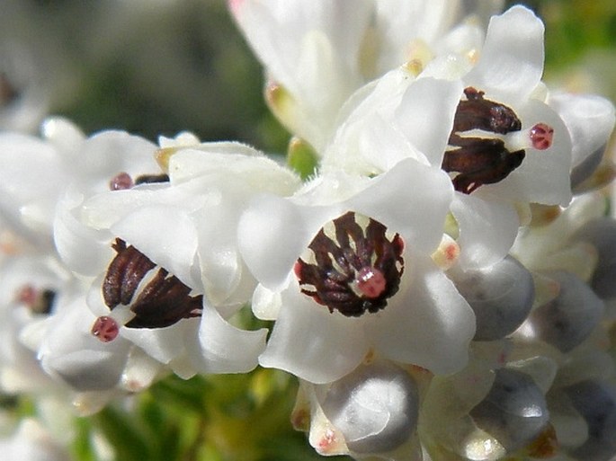 Erica diosmifolia