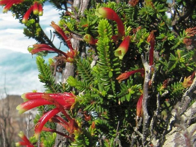 Erica discolor