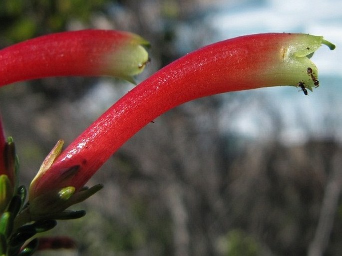 Erica discolor