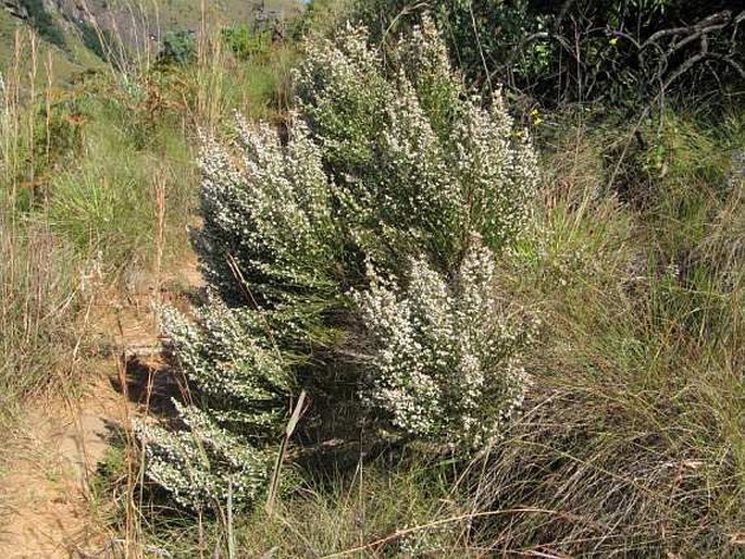 Erica drakensbergensis