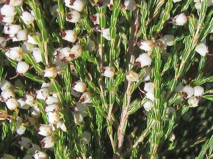 Erica drakensbergensis