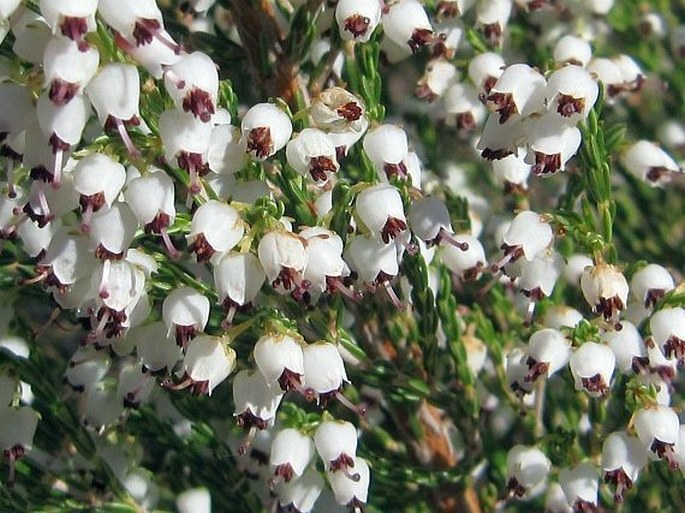 Erica drakensbergensis