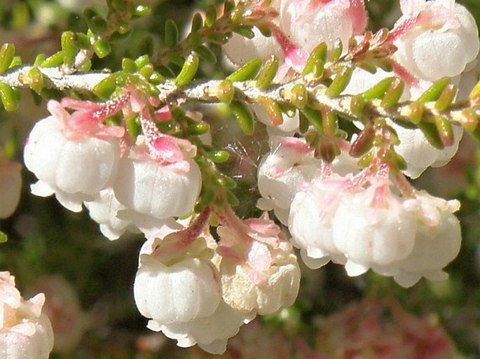 Erica formosa