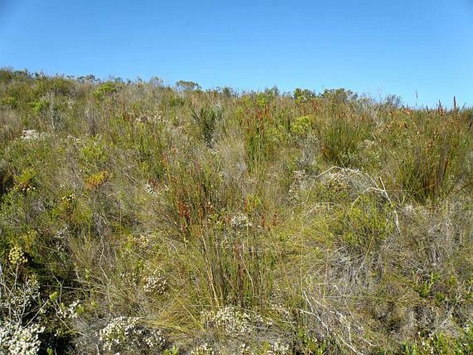 Erica formosa