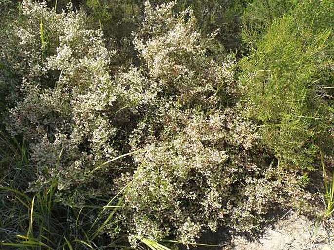 Erica formosa