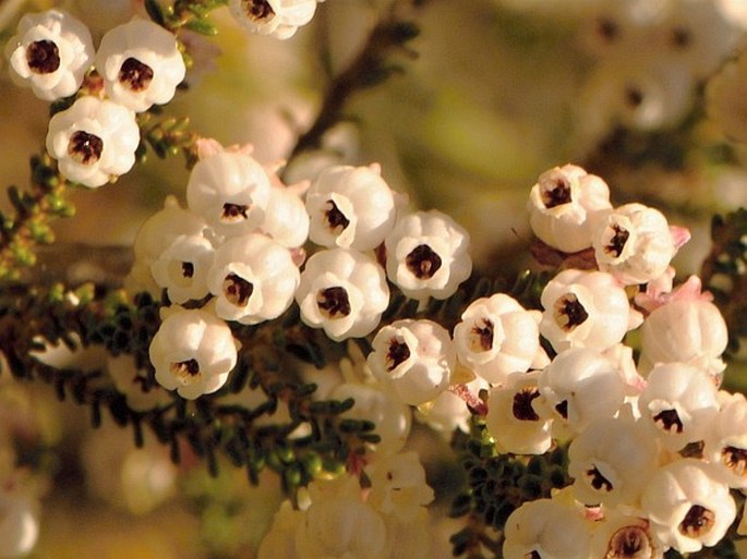 Erica formosa