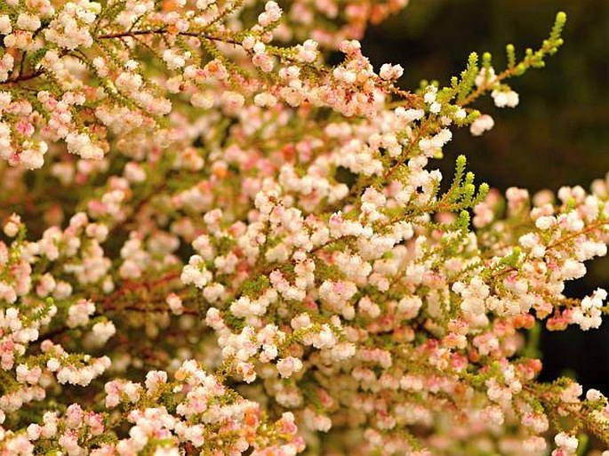 Erica formosa