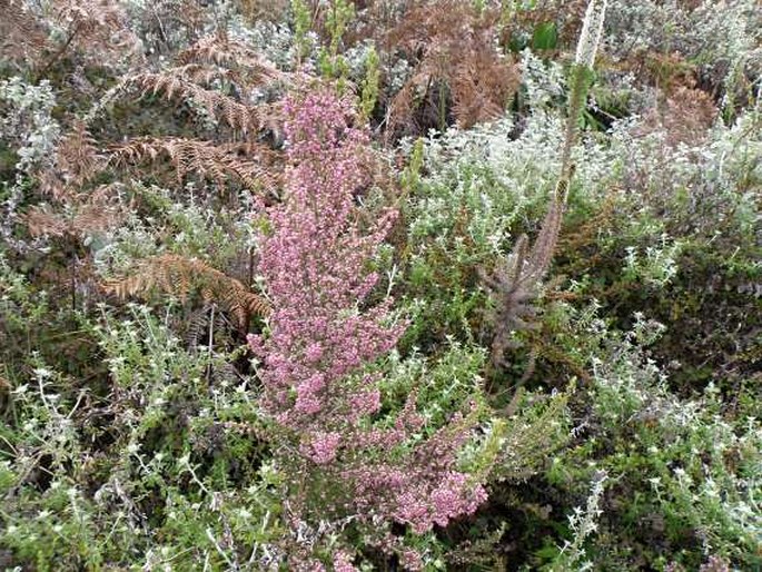 Erica hispidula