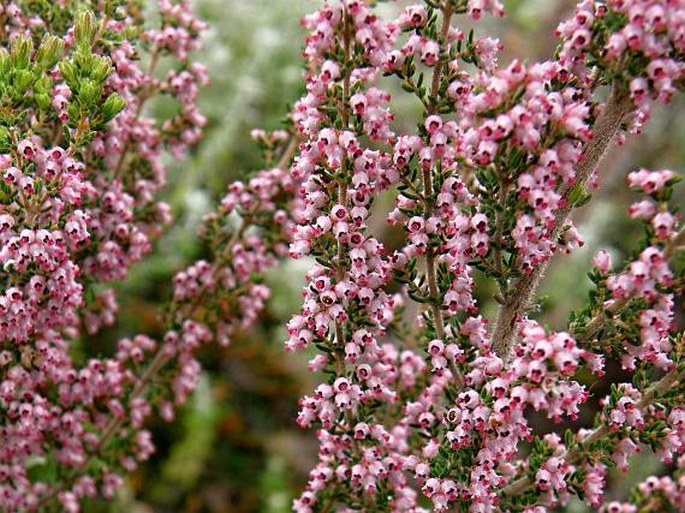 Erica hispidula