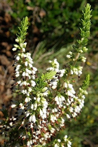 Erica imbricata