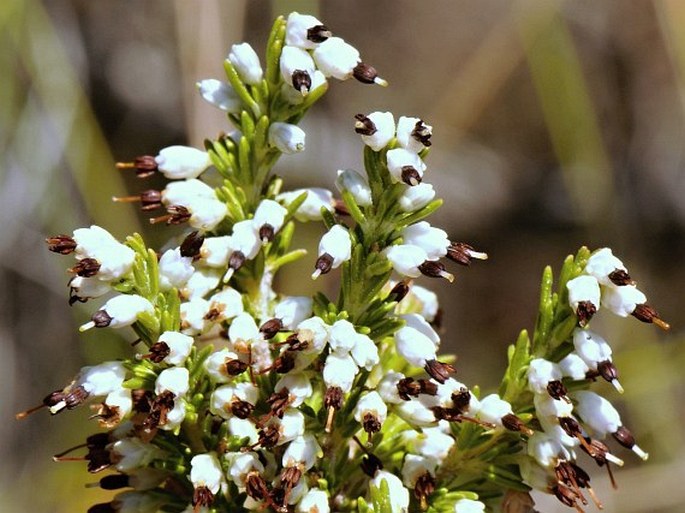 Erica imbricata