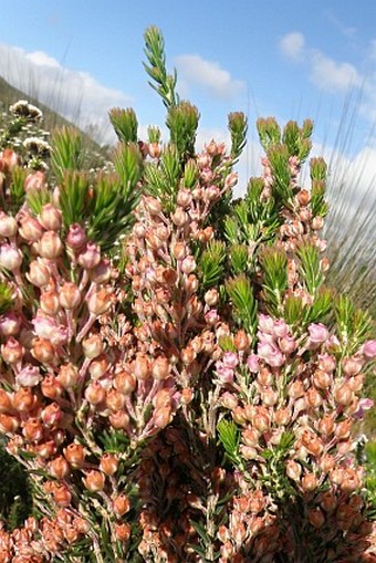 Erica irregularis