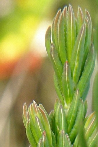 Erica irregularis