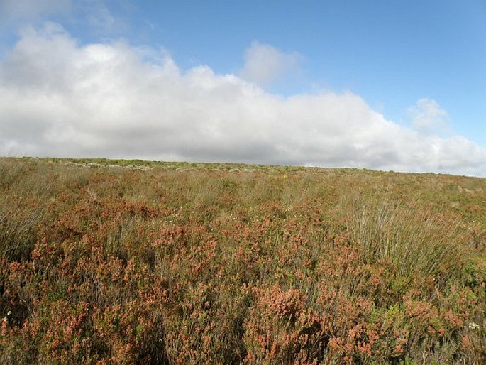 Erica irregularis