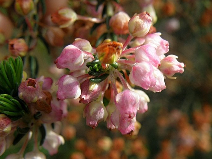 Erica irregularis