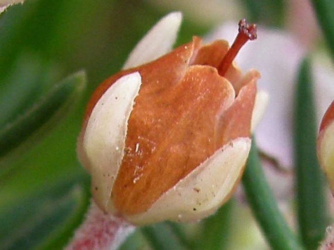 Erica irregularis