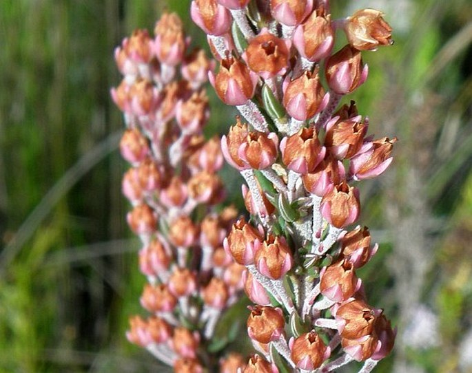 Erica irregularis