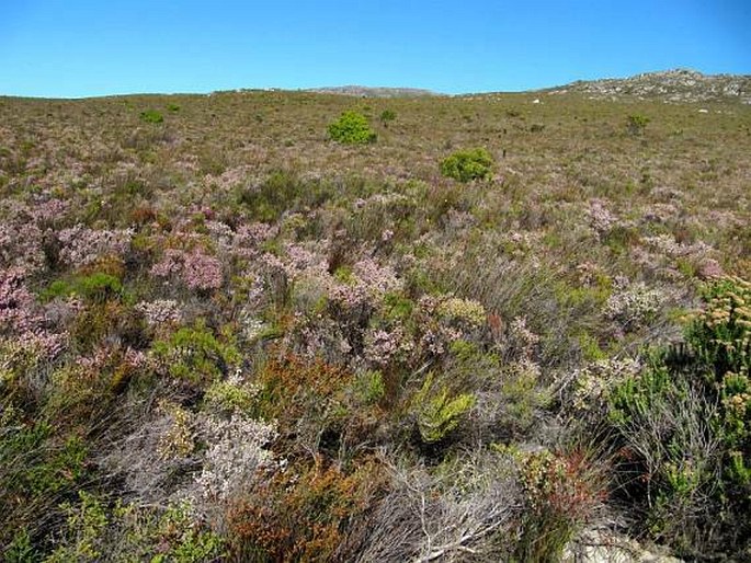 Erica labialis