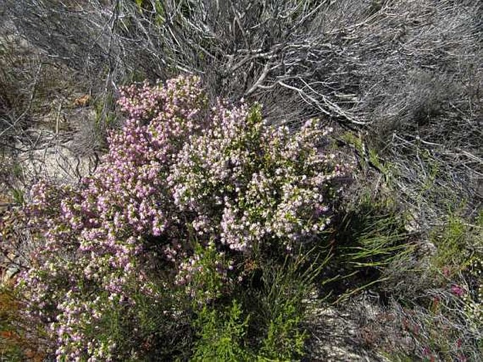 Erica labialis