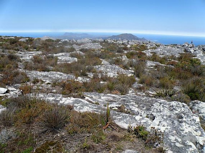 Erica lutea