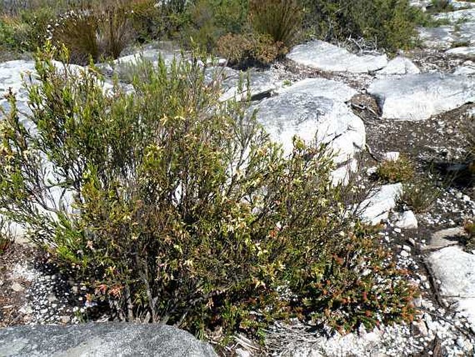 Erica lutea