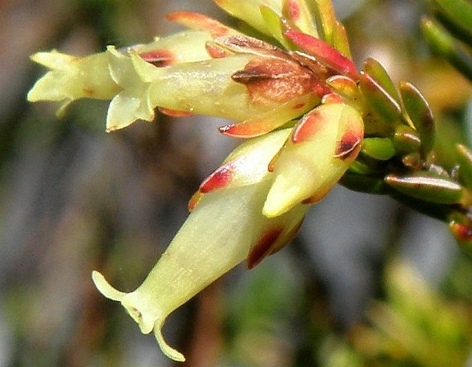 Erica lutea