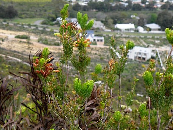 Erica viscaria subsp. macrosepala