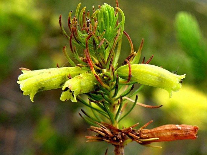 Erica viscaria subsp. macrosepala