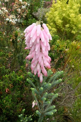 Erica mammosa