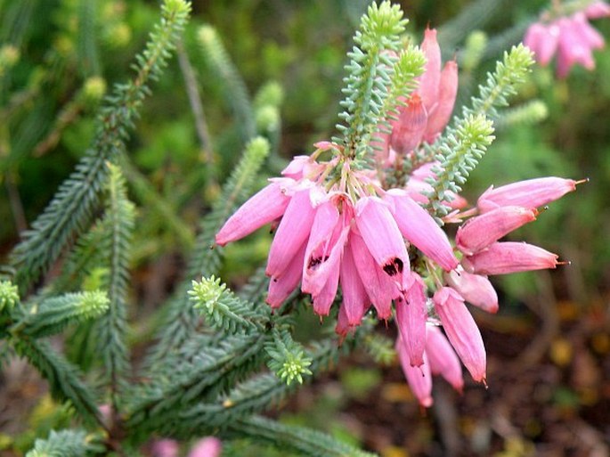 Erica mammosa