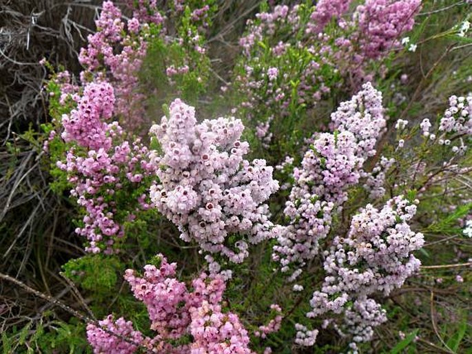 Erica mauritanica