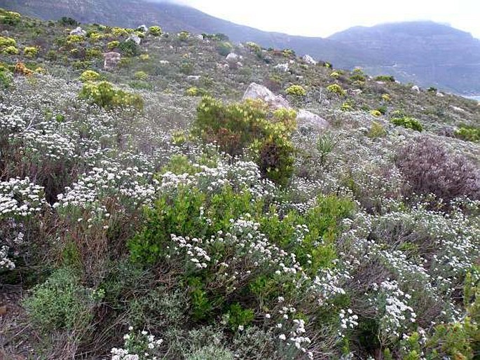 Erica mauritanica