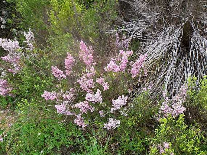 Erica mauritanica