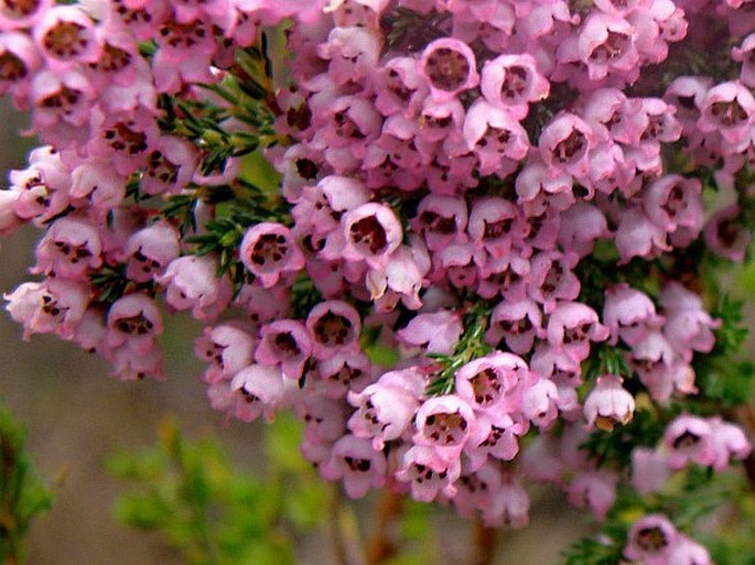 Erica mauritanica