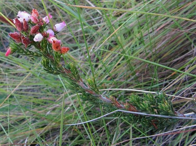 Erica oatesii