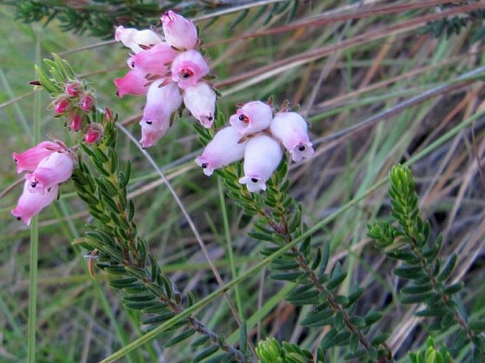 Erica oatesii