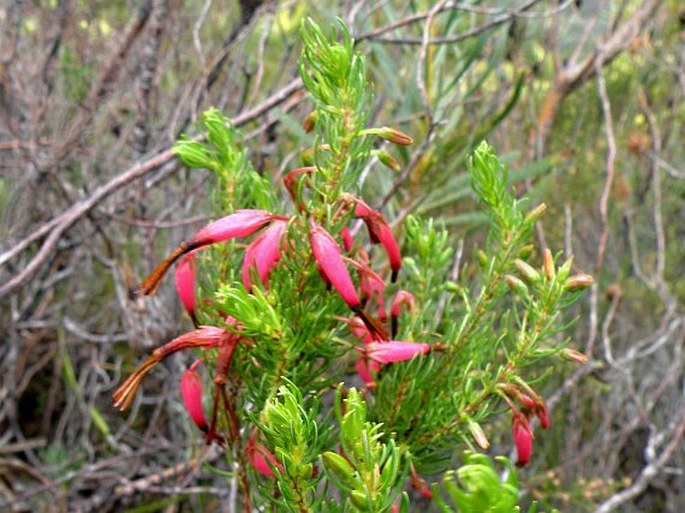 Erica plukenetii