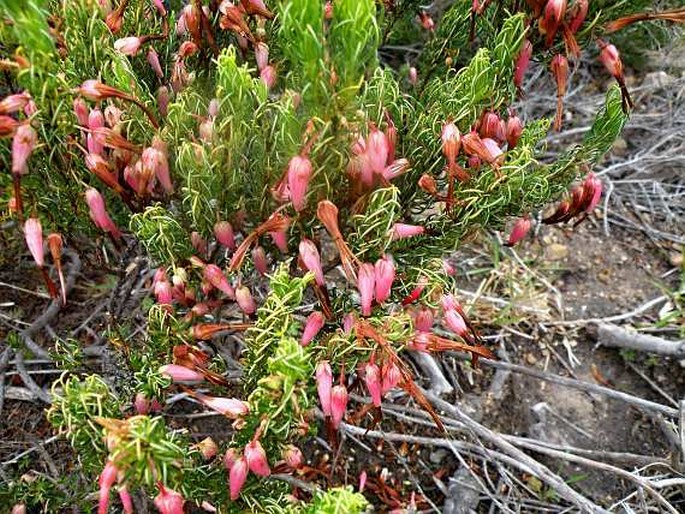 Erica plukenetii