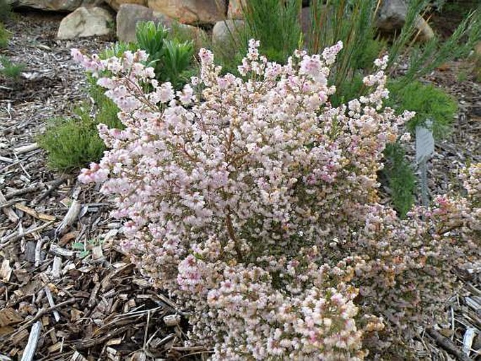 Erica quadrangularis